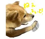 556963477