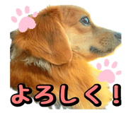 557186521