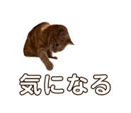 557206191