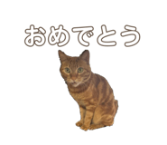 557206194