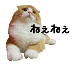 557238856