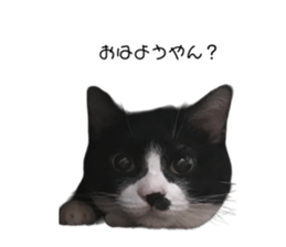 557273155