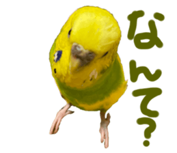 557333981