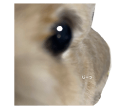 557352184