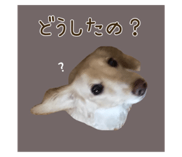 557436407