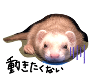 557448310