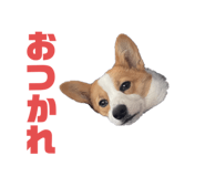 557503182