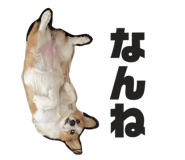 557503188