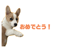 557503195