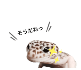 557523711