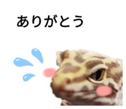 557523713