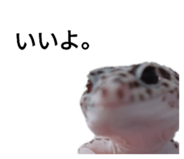 557523718