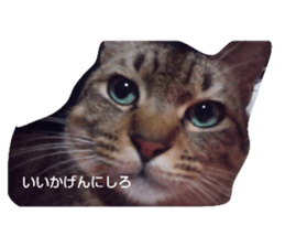 557546450