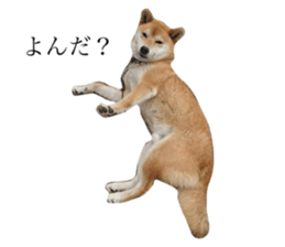 557701038