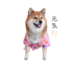 557742877