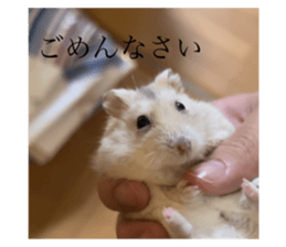 557756899