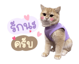 557915438