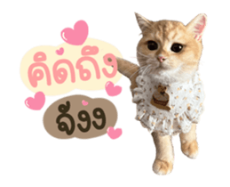 557915446