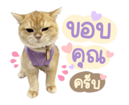 557915447