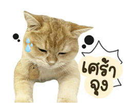 557915452