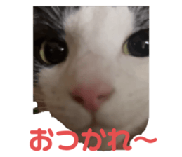 558135356