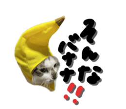 558316964