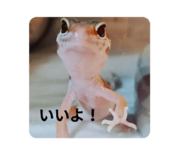 558337278