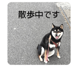 558375910