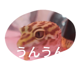558418894