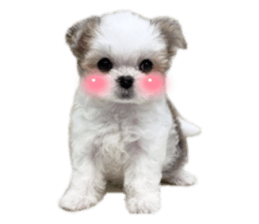 558428574