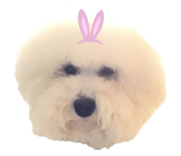 558451263