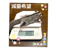 558640085