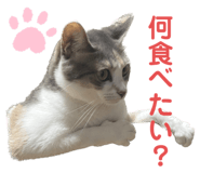 558652704