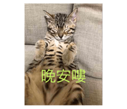 558709445