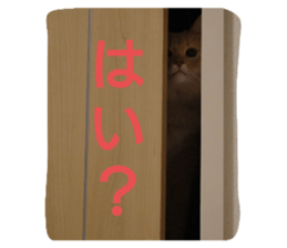 558767081