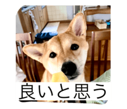 558814409