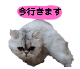558886955