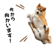 558981220