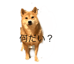 559109062