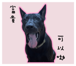 559148526