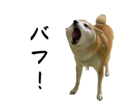 559369120