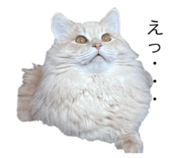 559465423