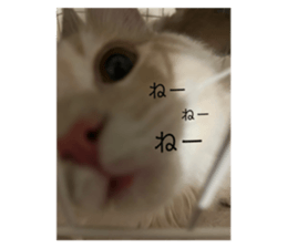559465428