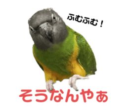 559466120