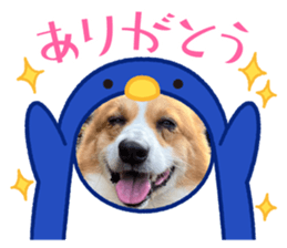559563981