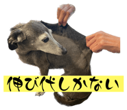 559575119