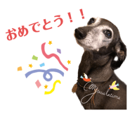559575121