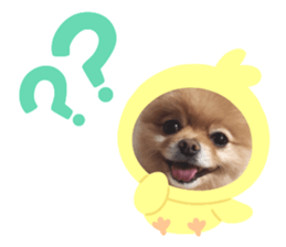 559596037