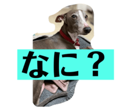 559775427