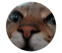 559884188